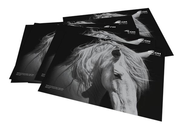 Black and white image of white horse with Ricoh logo
